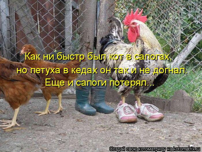 Как ни быстр был кот в сапогах, но петуха в кедах он так и не догнал. Еще и сапоги потерял...... Котоматрица: Как ни быстр был кот в сапогах, но петуха в кедах он так и не догнал. Еще и сапоги потерял...