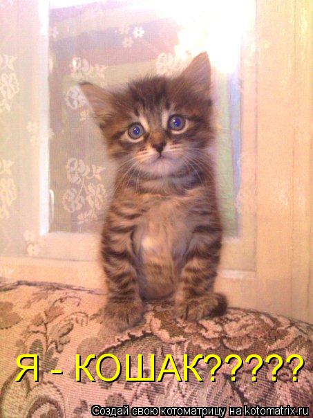 Я - КОШАК?????... Котоматрица: Я - КОШАК?????