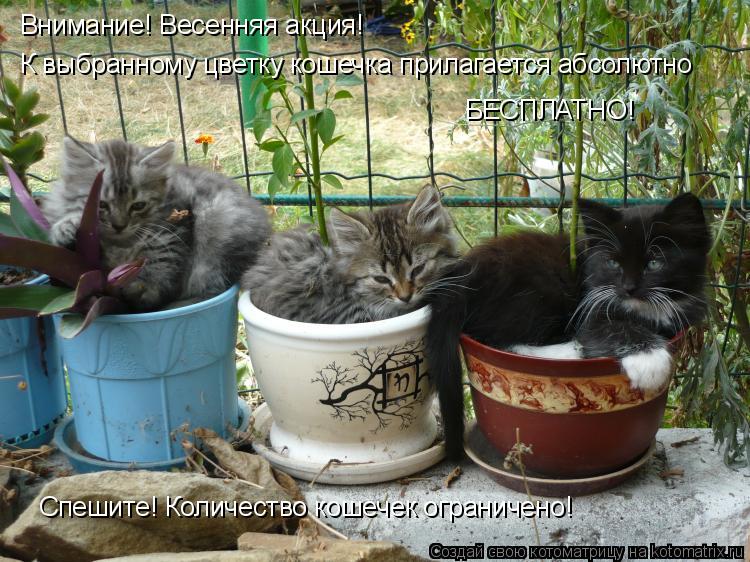 Внимание! Весенняя акция! К выбранному цветку кошечка прилагается абсолютно БЕСПЛАТНО! Спешите! Колич... Котоматрица: Внимание! Весенняя акция! К выбранному цветку кошечка прилагается абсолютно БЕСПЛАТНО! Спешите! Количество кошечек ограничено!