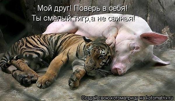 Котоматрица: Мой друг! Поверь в себя! Ты смелый тигр,а не свинья!