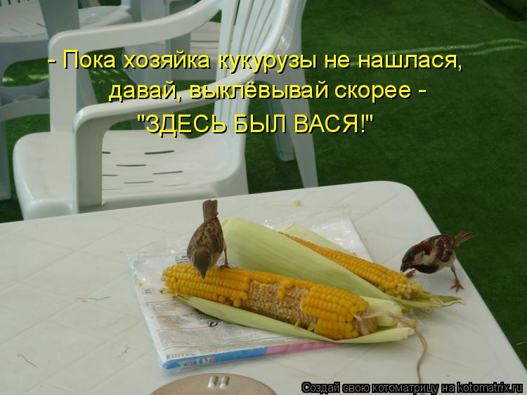 Котоматрица: - Пока хозяйка кукурузы не нашлася,  давай, выклёвывай скорее -  "ЗДЕСЬ БЫЛ ВАСЯ!"