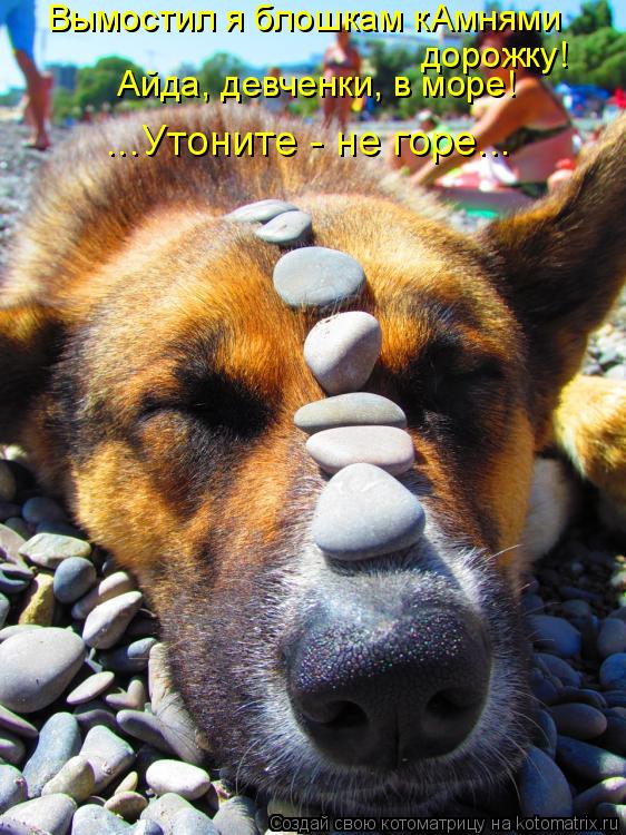 Котоматрица: Вымостил я блошкам кАмнями  дорожку! Айда, девченки, в море! ...Утоните - не горе...