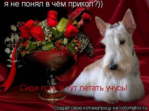 я не понял в чём прикол?)) Сиди псих я тут летать учусь!... Котоматрица: я не понял в чём прикол?)) Сиди псих я тут летать учусь!