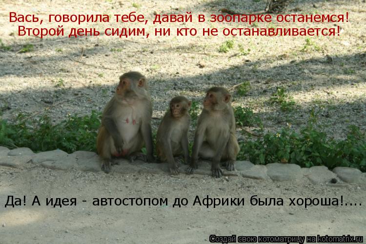 Вась, говорила тебе, давай в зоопарке останемся! Второй день сидим, ни кто не останавливается! Да! А ... Котоматрица: Вась, говорила тебе, давай в зоопарке останемся! Второй день сидим, ни кто не останавливается! Да! А идея - автостопом до Африки была хороша!...