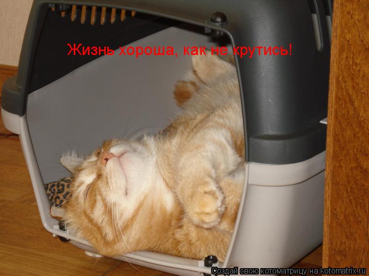 Котоматрица: Жизнь хороша, как не крутись!
