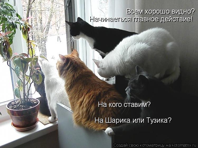 Всем хорошо видно? Начинаеться главное действие! На кого ставим? На Шарика или Тузика?... Котоматрица: Всем хорошо видно? Начинаеться главное действие! На кого ставим? На Шарика или Тузика?