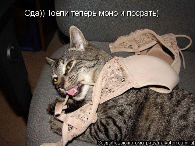 Ода))Поели теперь моно и посрать)... Котоматрица: Ода))Поели теперь моно и посрать)