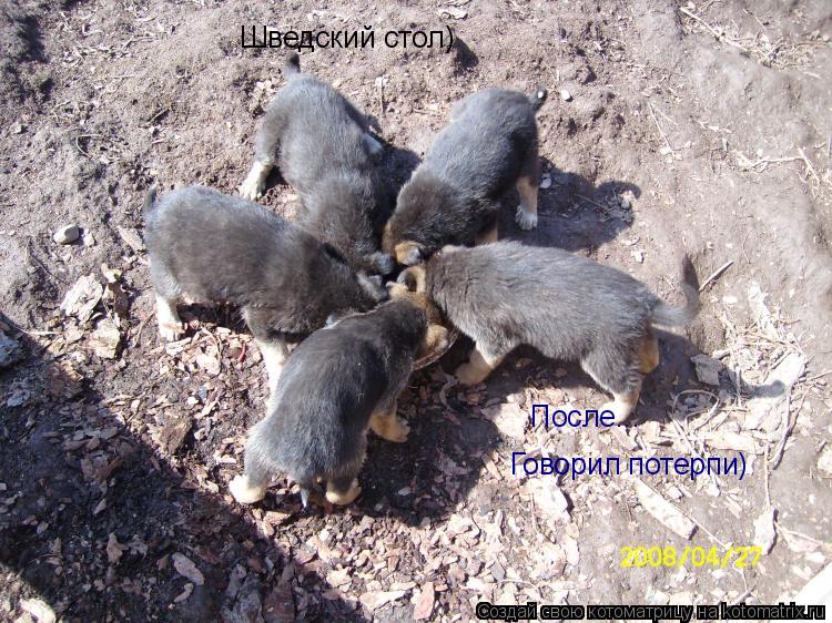 Котоматрица: Шведский стол) После... Говорил потерпи)