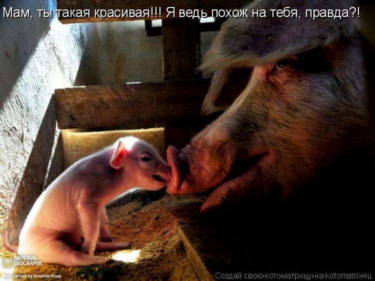 Мам, ты такая красивая!!! Я ведь похож на тебя, правда?!... Котоматрица: Мам, ты такая красивая!!! Я ведь похож на тебя, правда?!
