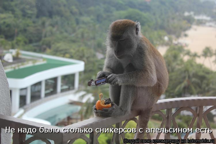 Не надо было столько сникерсов с апельсином есть... Котоматрица: Не надо было столько сникерсов с апельсином есть