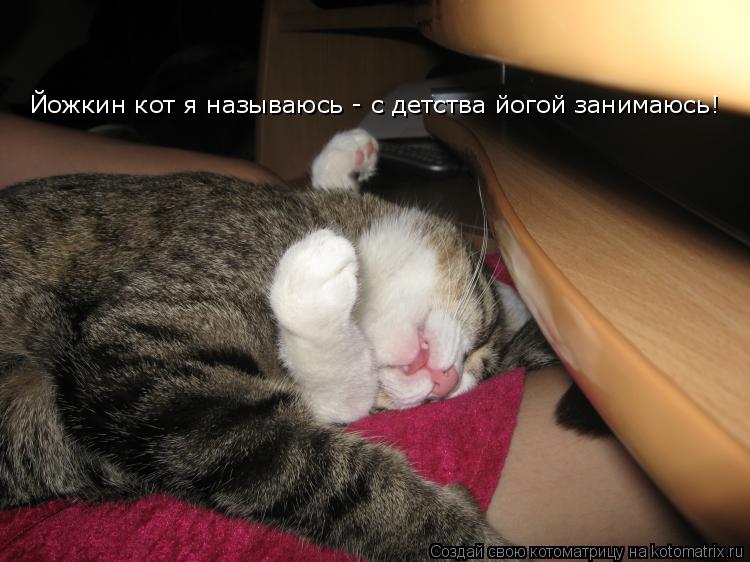 Йожкин кот я называюсь - с детства йогой занимаюсь!... Котоматрица: Йожкин кот я называюсь - с детства йогой занимаюсь!