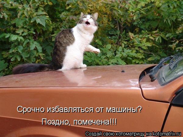 Срочно избавляться от машины? Поздно, помечена!!!... Котоматрица: Срочно избавляться от машины? Поздно, помечена!!!