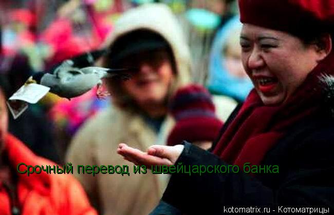 Срочный перевод из швейцарского банка... Котоматрица: Срочный перевод из швейцарского банка