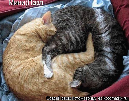 Мини)Пазл... Котоматрица: Мини)Пазл