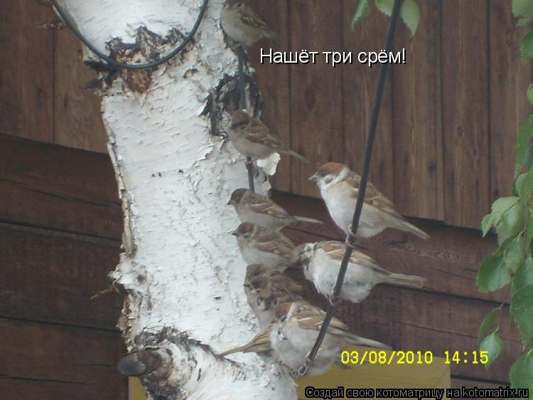 Нашёт три срём!... Котоматрица: Нашёт три срём!