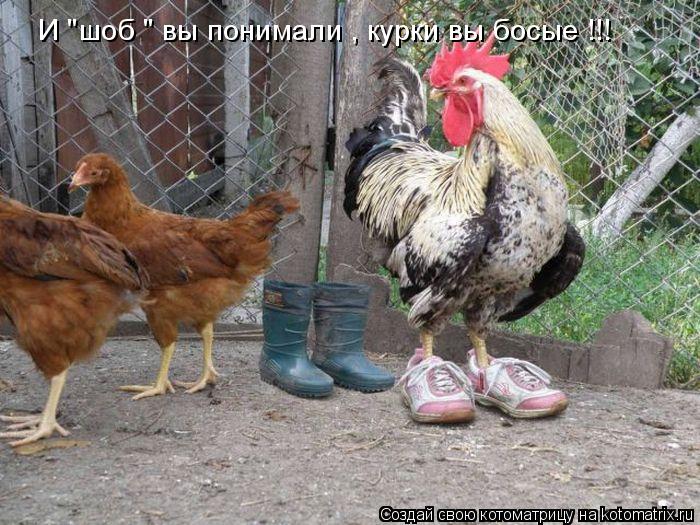 И "шоб " вы понимали , курки вы босые !!!... Котоматрица: И "шоб " вы понимали , курки вы босые !!!