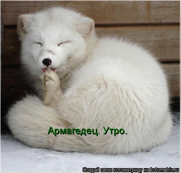 Котоматрица: Армагедец. Утро.