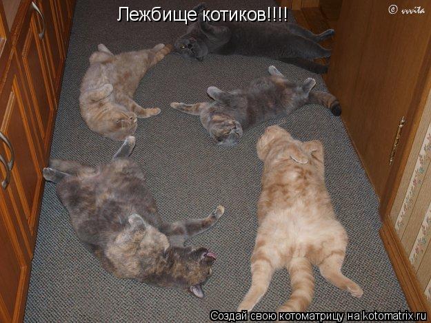 Котоматрица: Лежбище котиков!!!!