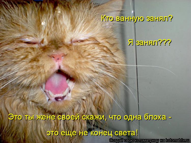 Котоматрица: Кто ванную занял? Я занял??? Это ты жене своей скажи, что одна блоха -  это еще не конец света!