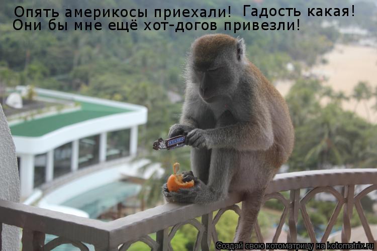 Котоматрица: Опять америкосы приехали! Гадость какая! Они бы мне ещё хот-догов привезли!