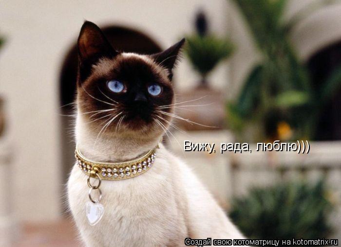 Котоматрица: Вижу, рада, люблю)))