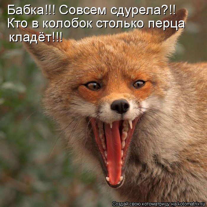 Бабка!!! Совсем сдурела?!! Кто в колобок столько перца кладёт!!!... Котоматрица: Бабка!!! Совсем сдурела?!! Кто в колобок столько перца кладёт!!!
