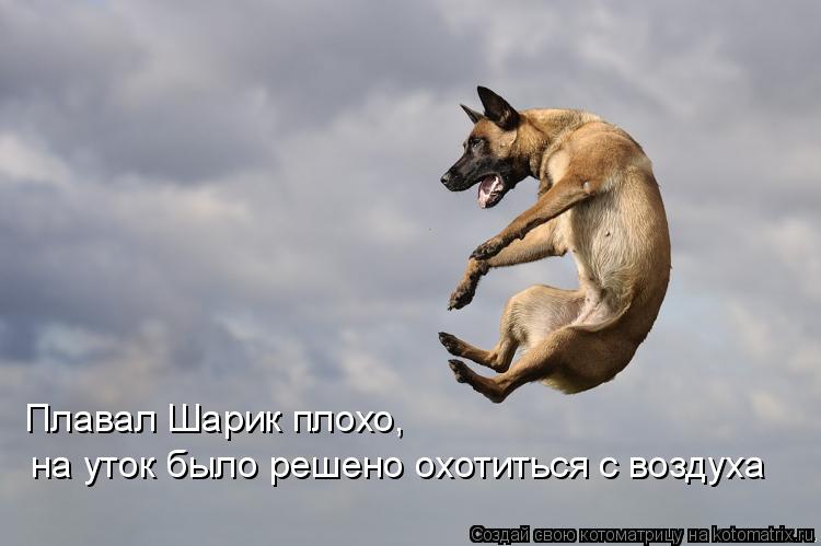 Плавал Шарик плохо, на уток было решено охотиться с воздуха... Котоматрица: Плавал Шарик плохо, на уток было решено охотиться с воздуха