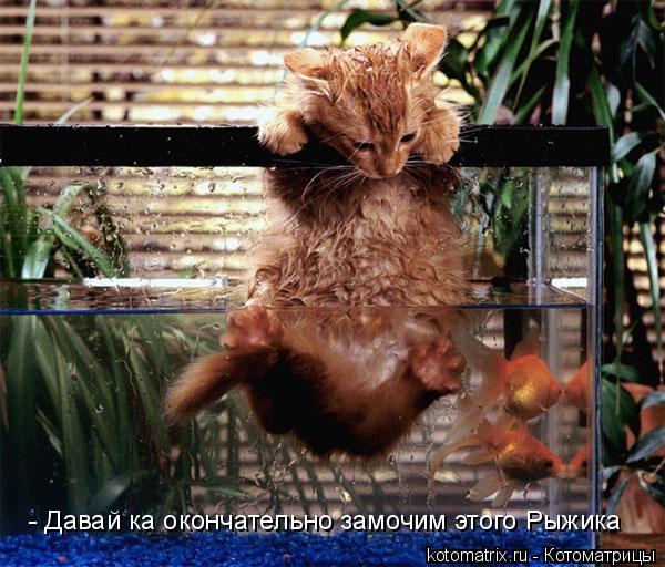 - Давай ка окончательно замочим этого Рыжика... Котоматрица: - Давай ка окончательно замочим этого Рыжика