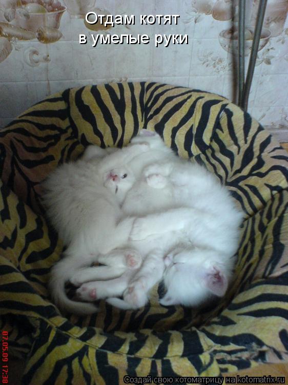 Отдам котят в умелые руки... Котоматрица: Отдам котят в умелые руки