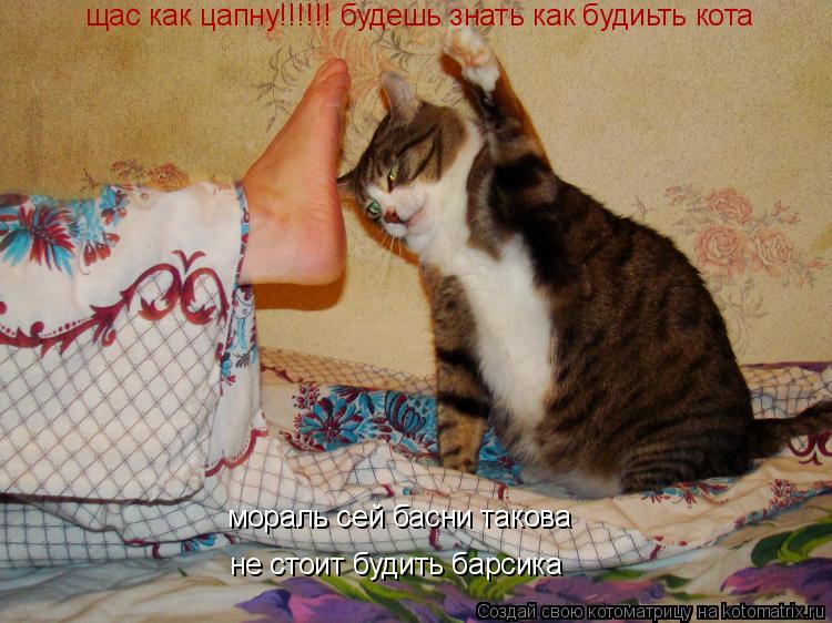 щас как цапну!!!!!! будешь знать как будиьть кота мораль сей басни такова не стоит будить барсика... Котоматрица: щас как цапну!!!!!! будешь знать как будиьть кота мораль сей басни такова не стоит будить барсика
