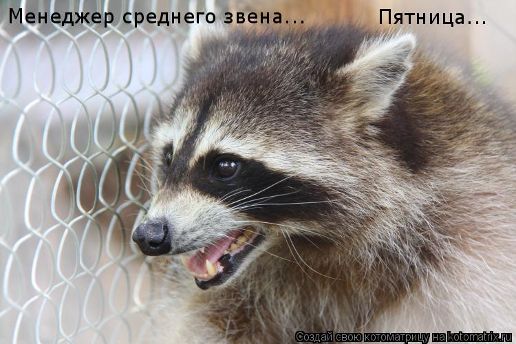Менеджер среднего звена... Пятница...... Котоматрица: Менеджер среднего звена... Пятница...