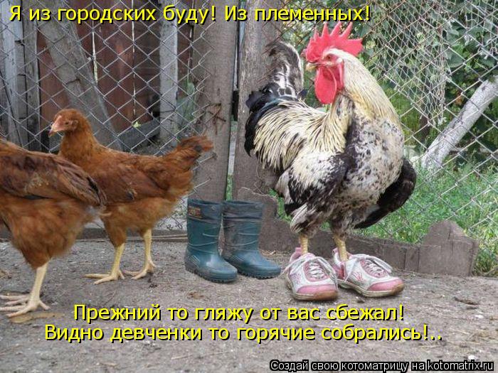 Я из городских буду! Из племенных! Прежний то гляжу от вас сбежал! Видно девченки то горячие собралис... Котоматрица: Я из городских буду! Из племенных! Прежний то гляжу от вас сбежал! Видно девченки то горячие собрались!..