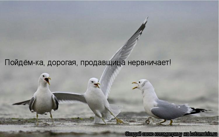 Котоматрица: Пойдём-ка, дорогая, продавщица нервничает!