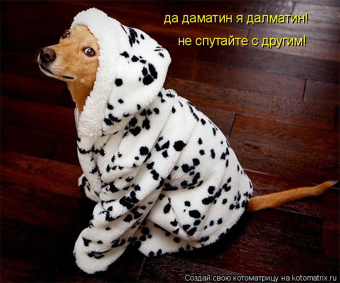 да даматин я далматин! не спутайте с другим!... Котоматрица: да даматин я далматин! не спутайте с другим!