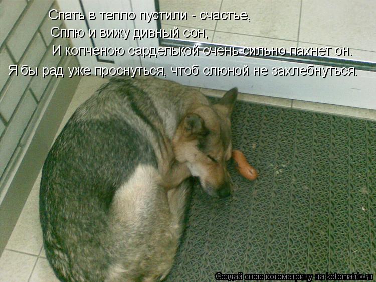 И копченою сарделькой очень сильно пахнет он. Сплю и вижу дивный сон, Спать в тепло пустили - счастье... Котоматрица: И копченою сарделькой очень сильно пахнет он. Сплю и вижу дивный сон, Спать в тепло пустили - счастье, Я бы рад уже проснуться, чтоб слюной не