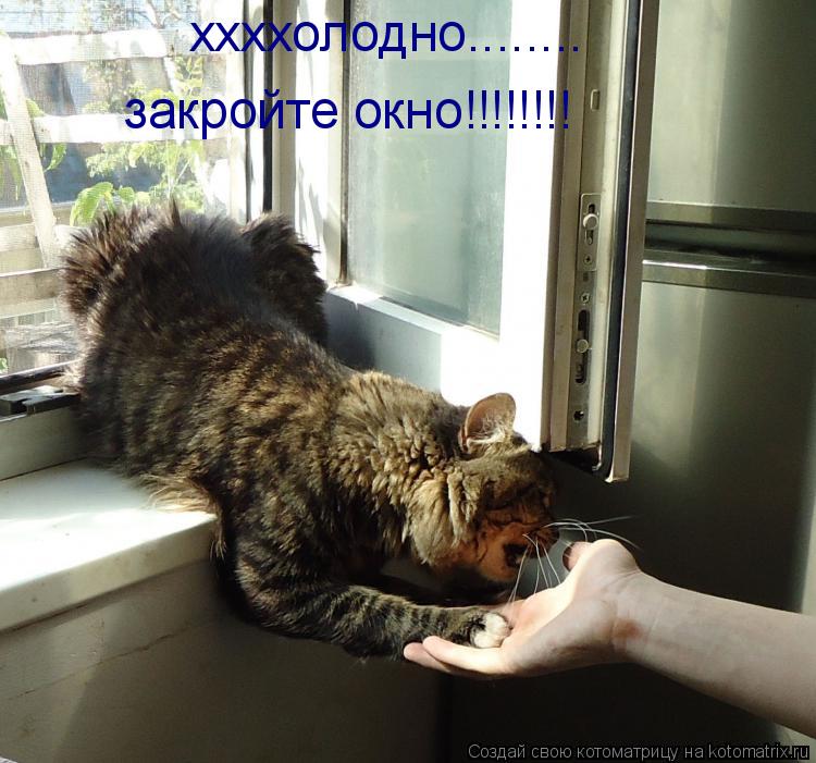 ххххолодно........ закройте окно!!!!!!!!... Котоматрица: ххххолодно........ закройте окно!!!!!!!!