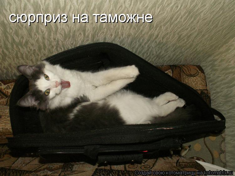 сюрприз на таможне... Котоматрица: сюрприз на таможне
