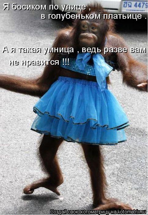 Я босиком по улице , в голубеньком платьице . А я такая умница , ведь разве вам не нравится !!!... Котоматрица: Я босиком по улице , в голубеньком платьице . А я такая умница , ведь разве вам не нравится !!!