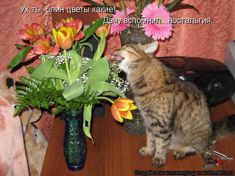 Ух ты, блин цветы какие! Дачу вспомнил...ностальгия...... Котоматрица: Ух ты, блин цветы какие! Дачу вспомнил...ностальгия...