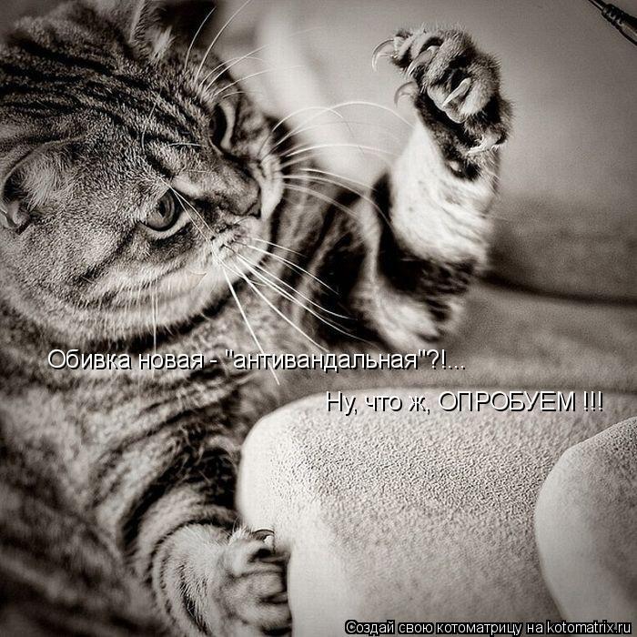 Обивка новая - "антивандальная"?!... Ну, что ж, ОПРОБУЕМ !!!... Котоматрица: Обивка новая - "антивандальная"?!... Ну, что ж, ОПРОБУЕМ !!!