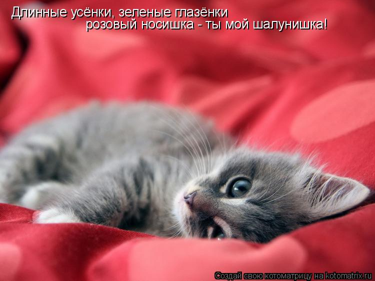 Длинные усёнки, зеленые глазёнки розовый носишка - ты мой шалунишка!... Котоматрица: Длинные усёнки, зеленые глазёнки розовый носишка - ты мой шалунишка!