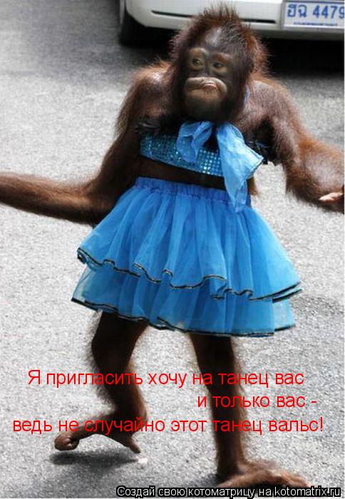 Я пригласить хочу на танец вас и только вас - ведь не случайно этот танец вальс!... Котоматрица: Я пригласить хочу на танец вас и только вас - ведь не случайно этот танец вальс!
