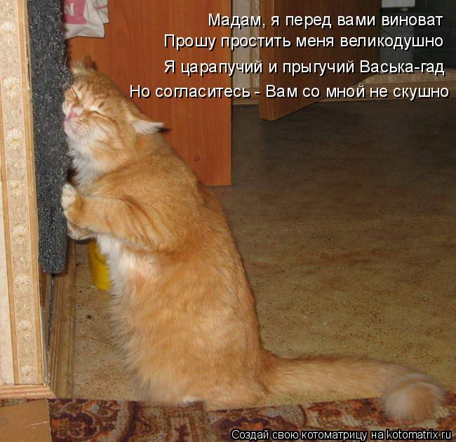 Котоматрица: Мадам, я перед вами виноват Прошу простить меня великодушно Я царапучий и прыгучий Васька-гад Но согласитесь - Вам со мной не скушно