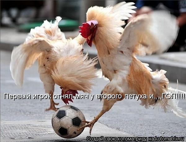 Первый игрок отнял мяч у второго петуха и,,,,ГОЛ!!!!!!!!... Котоматрица: Первый игрок отнял мяч у второго петуха и,,,,ГОЛ!!!!!!!!
