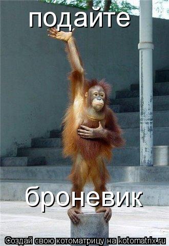 броневик подайте... Котоматрица: броневик подайте