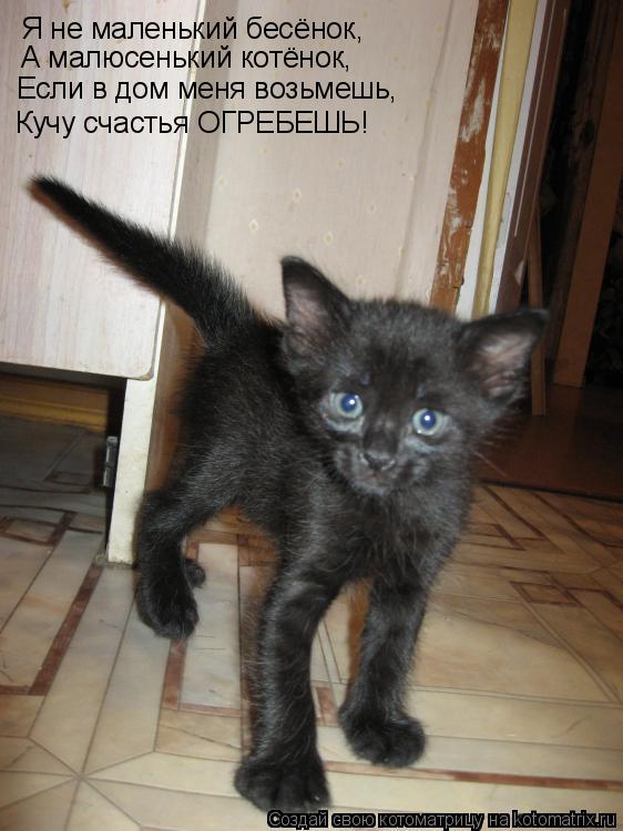 А малюсенький котёнок, Если в дом меня возьмешь, Кучу счастья ОГРЕБЕШЬ! Я не маленький бесёнок,... Котоматрица: А малюсенький котёнок, Если в дом меня возьмешь, Кучу счастья ОГРЕБЕШЬ! Я не маленький бесёнок,