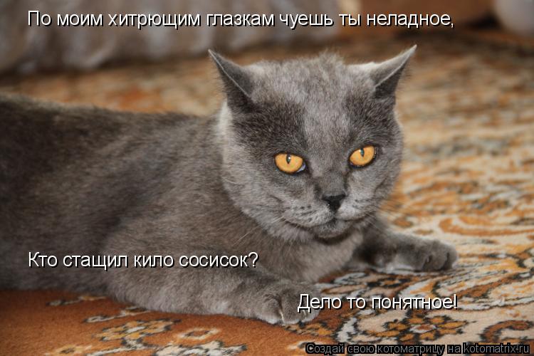 По моим хитрющим глазкам чуешь ты неладное, Кто стащил кило сосисок? Дело то понятное!... Котоматрица: По моим хитрющим глазкам чуешь ты неладное, Кто стащил кило сосисок? Дело то понятное!
