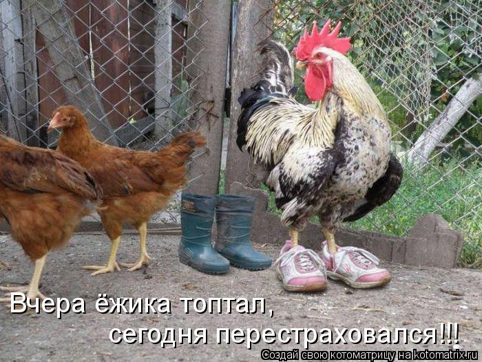 Вчера ёжика топтал, сегодня перестраховался!!!... Котоматрица: Вчера ёжика топтал, сегодня перестраховался!!!