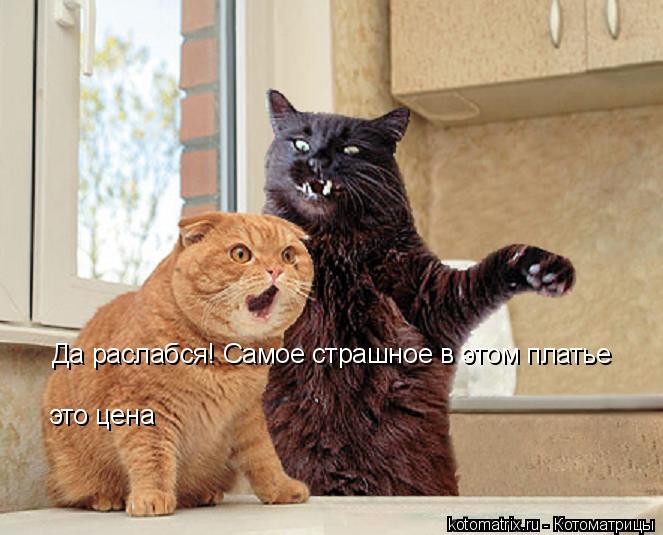 Да раслабся! Самое страшное в этом платье это цена... Котоматрица: Да раслабся! Самое страшное в этом платье это цена