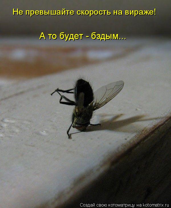 Не превышайте скорость на вираже! А то будет - бздым...... Котоматрица: Не превышайте скорость на вираже! А то будет - бздым...
